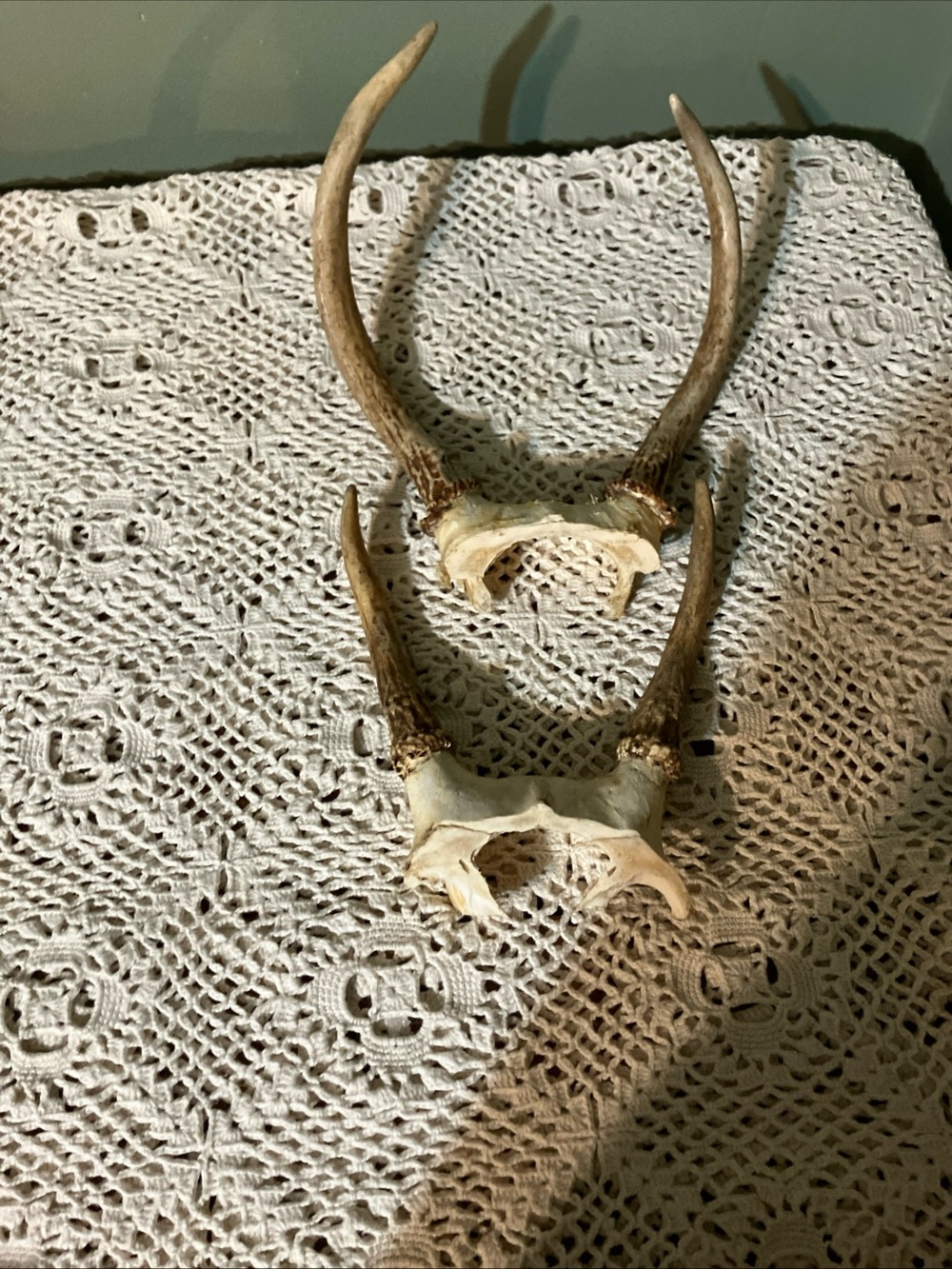 Set Of 2 whitetail deer antlers with skull cap. Great Home Or Man cave Decor